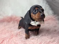 Suzy, a female Miniature Dachshund for sale in Moreno Valley, CA – Photo 5 of 8