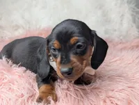 Suzy, a female Miniature Dachshund for sale in Moreno Valley, CA – Photo 2 of 8