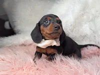 Suzy, a female Miniature Dachshund for sale in Moreno Valley, CA – Photo 1 of 8