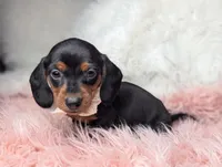 Suzy, a female Miniature Dachshund for sale in Moreno Valley, CA – Photo 3 of 8