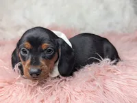 Suzy, a female Miniature Dachshund for sale in Moreno Valley, CA – Photo 7 of 8