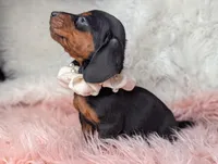 Suzy, a female Miniature Dachshund for sale in Moreno Valley, CA – Photo 8 of 8