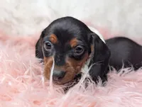 Suzy, a female Miniature Dachshund for sale in Moreno Valley, CA – Photo 6 of 8