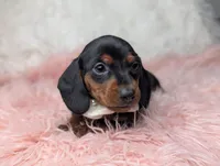 Suzy, a female Miniature Dachshund for sale in Moreno Valley, CA – Photo 4 of 8