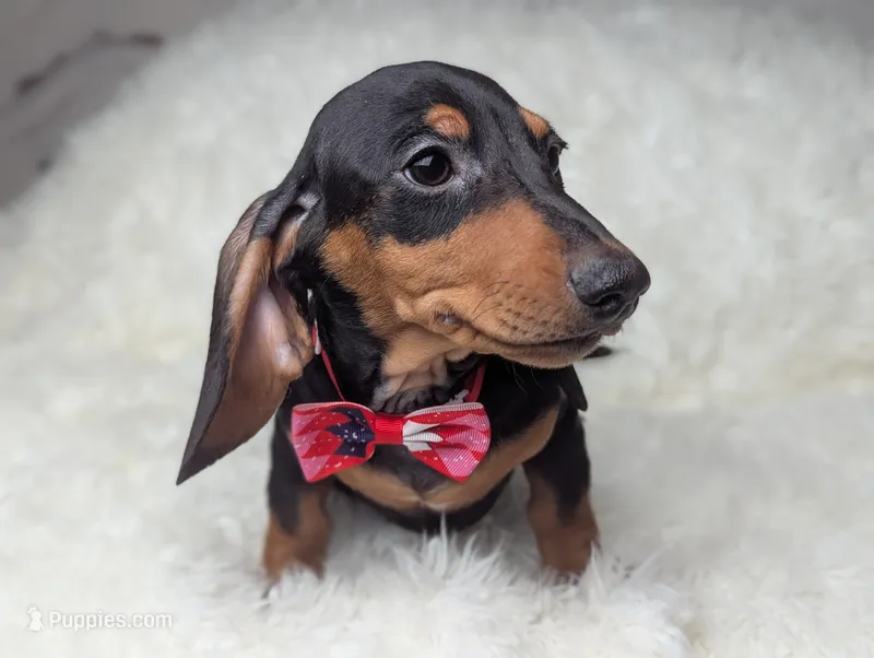 Sherman – Miniature Dachshund puppy for sale in Moreno Valley, CA