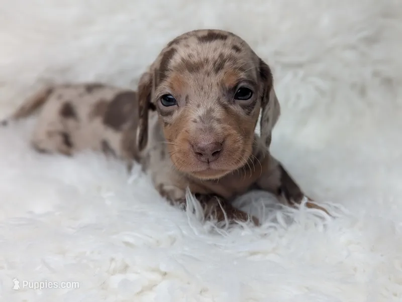 Marley – Miniature Dachshund puppy for sale in Moreno Valley, CA
