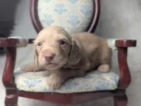 Kingston, a male Miniature Dachshund for sale in Moreno Valley, CA – 4 of 6