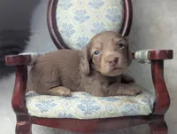 Sugar, a female Miniature Dachshund for sale in Moreno Valley, CA – 7 of 7
