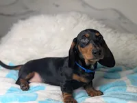 Randy, a male Miniature Dachshund for sale in Moreno Valley, CA – 4 of 6