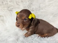 Marni, a female Miniature Dachshund for sale in Moreno Valley, CA – Photo 3 of 4