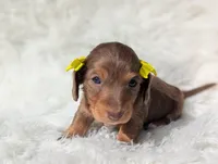 Marni, a female Miniature Dachshund for sale in Moreno Valley, CA – Photo 2 of 4