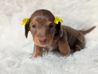 Marni, a female Miniature Dachshund for sale in Moreno Valley, CA – Photo 4 of 4