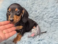 Sherman, a male Miniature Dachshund for sale in Moreno Valley, CA – 6 of 6