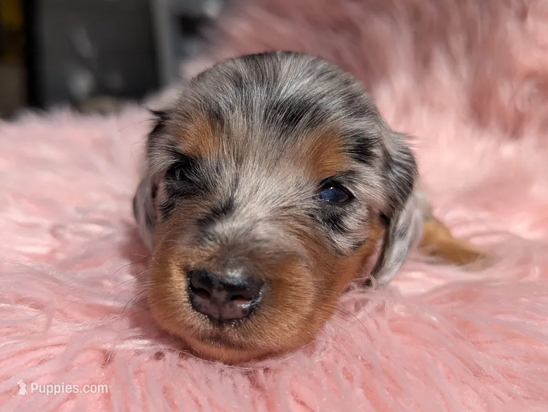 Onyx – Miniature Dachshund puppy for sale in Moreno Valley, CA