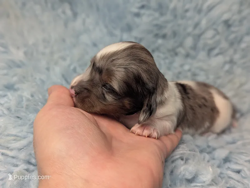 Doogie – Miniature Dachshund puppy for sale in Moreno Valley, CA