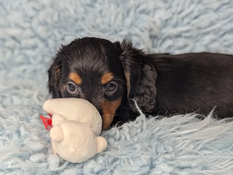 Buck – Miniature Dachshund puppy for sale in Moreno Valley, CA