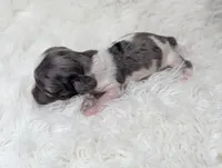 Doogie, a male Miniature Dachshund for sale in Moreno Valley, CA – 3 of 6