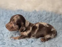 George, a male Miniature Dachshund for sale in Moreno Valley, CA – 4 of 6