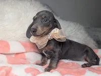Tilly, a female Miniature Dachshund for sale in Moreno Valley, CA – 4 of 6