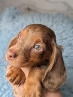 Maverick , a male Miniature Dachshund for sale in Moreno Valley, CA – 7 of 8