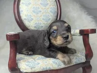 Sirus, a male Miniature Dachshund for sale in Moreno Valley, CA – 5 of 6