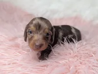 Bella, a female Miniature Dachshund for sale in Moreno Valley, CA – 2 of 6