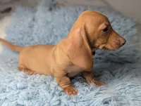 Roy, a male Miniature Dachshund for sale in Moreno Valley, CA – 3 of 7