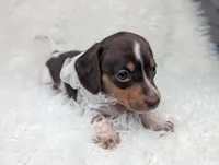Penny, a female Miniature Dachshund for sale in Moreno Valley, CA – 5 of 6