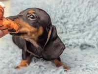 Bart, a male Miniature Dachshund for sale in Moreno Valley, CA – 5 of 6