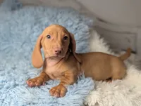 Roy, a male Miniature Dachshund for sale in Moreno Valley, CA – 2 of 7