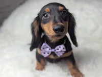 Buck, a male Miniature Dachshund for sale in Moreno Valley, CA – 4 of 6