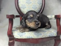 Sirus, a male Miniature Dachshund for sale in Moreno Valley, CA – 2 of 6