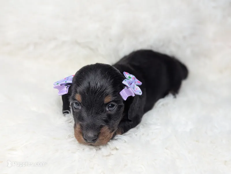 Marla – Miniature Dachshund puppy for sale in Moreno Valley, CA