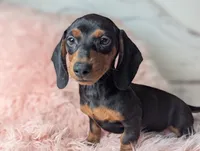 Suzy, a female Miniature Dachshund for sale in Moreno Valley, CA – 5 of 6