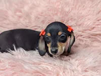 Lilly, a female Miniature Dachshund for sale in Moreno Valley, CA – 2 of 7