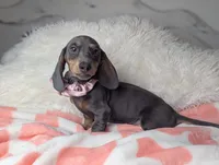Saphire, a female Miniature Dachshund for sale in Moreno Valley, CA – 4 of 6