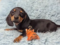 Bart, a male Miniature Dachshund for sale in Moreno Valley, CA – 4 of 6