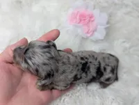 Onyx, a female Miniature Dachshund for sale in Moreno Valley, CA – 7 of 7