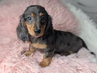 Sally, a female Miniature Dachshund for sale in Moreno Valley, CA – 2 of 8