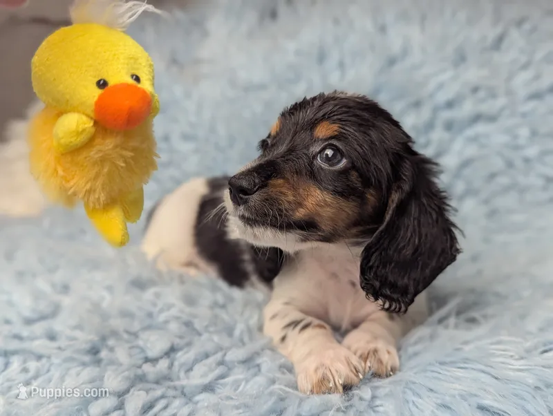 Leo – Miniature Dachshund puppy for sale in Moreno Valley, CA