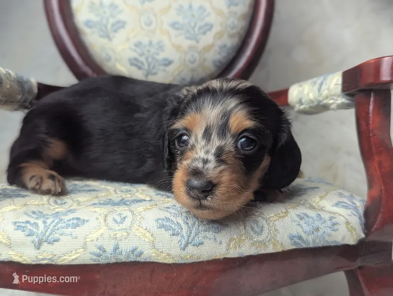 Frannie – Miniature Dachshund puppy for sale in Moreno Valley, CA