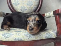 Frannie, a female Miniature Dachshund for sale in Moreno Valley, CA – 1 of 7