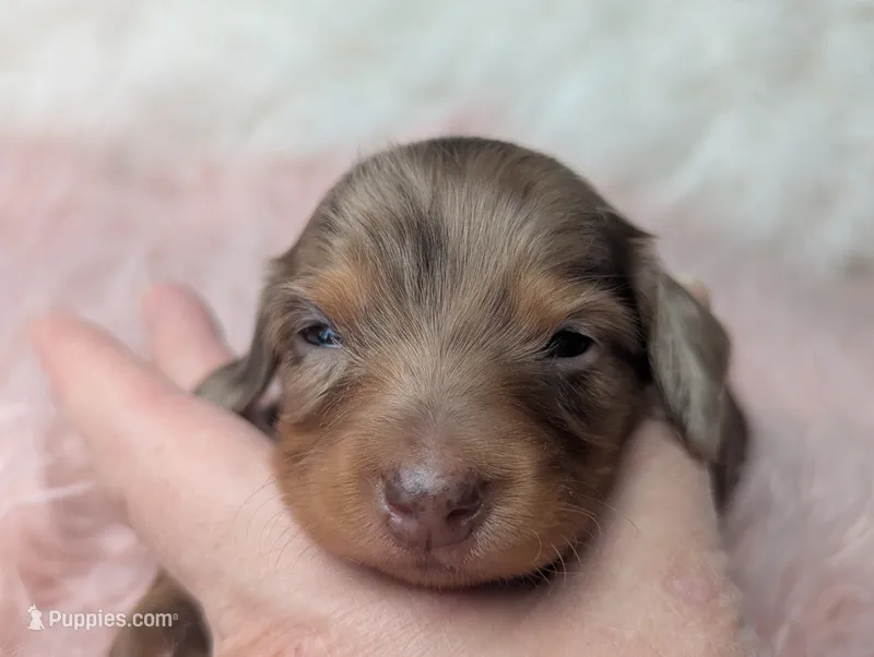 Bella – Miniature Dachshund puppy for sale in Moreno Valley, CA
