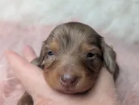 Bella, a female Miniature Dachshund for sale in Moreno Valley, CA – 1 of 6