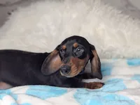 Randy, a male Miniature Dachshund for sale in Moreno Valley, CA – 3 of 6