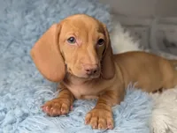 Roy, a male Miniature Dachshund for sale in Moreno Valley, CA – 4 of 7
