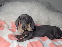 Tilly, a female Miniature Dachshund for sale in Moreno Valley, CA – 6 of 6