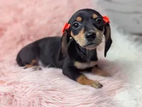 Lilly, a female Miniature Dachshund for sale in Moreno Valley, CA – 5 of 7