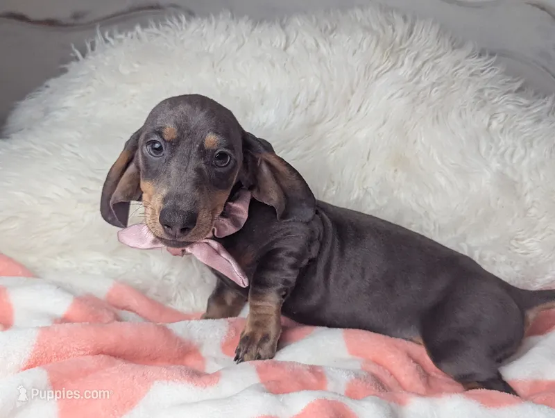 Saphire – Miniature Dachshund puppy for sale in Moreno Valley, CA
