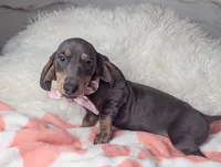 Saphire, a female Miniature Dachshund for sale in Moreno Valley, CA – 1 of 6